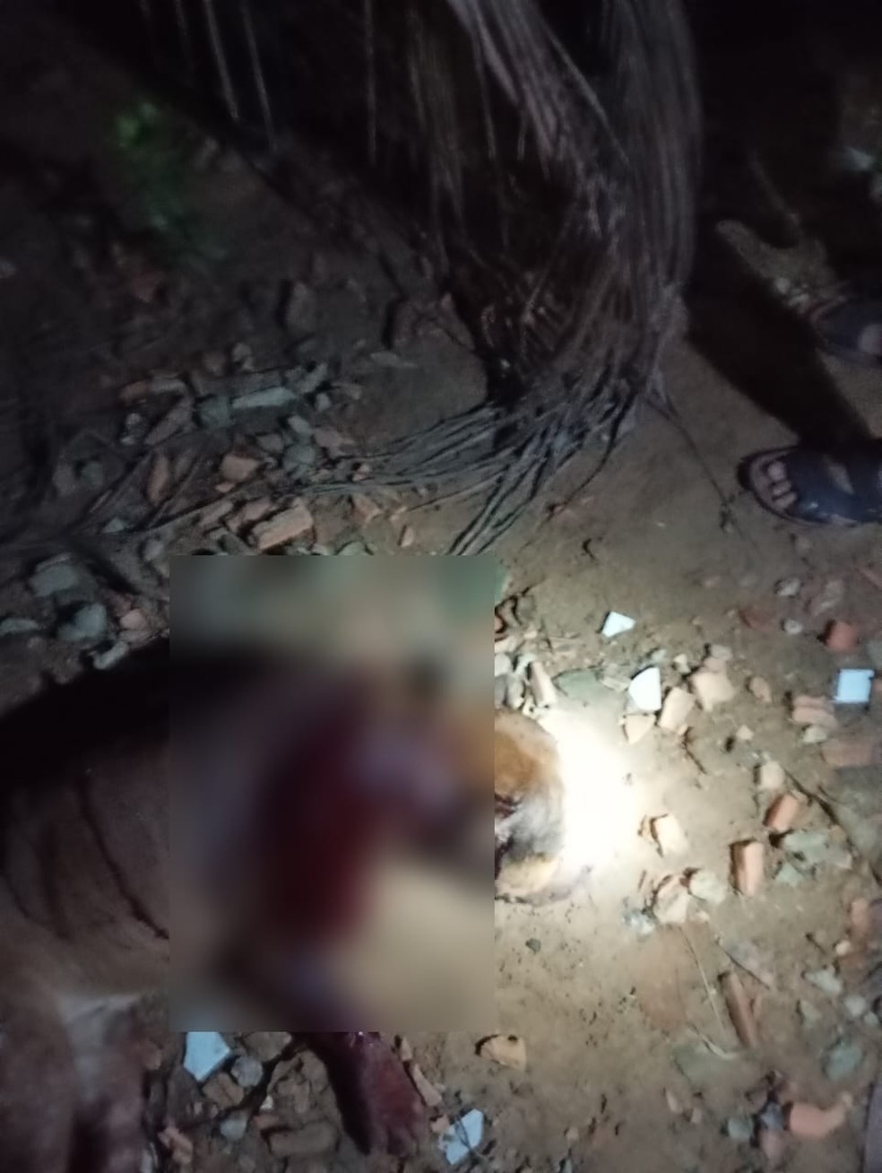 Tutor afirma que cão era dócil e nega que ele tenha atacado o filho da vizinha — Foto: Arquivo pessoal
