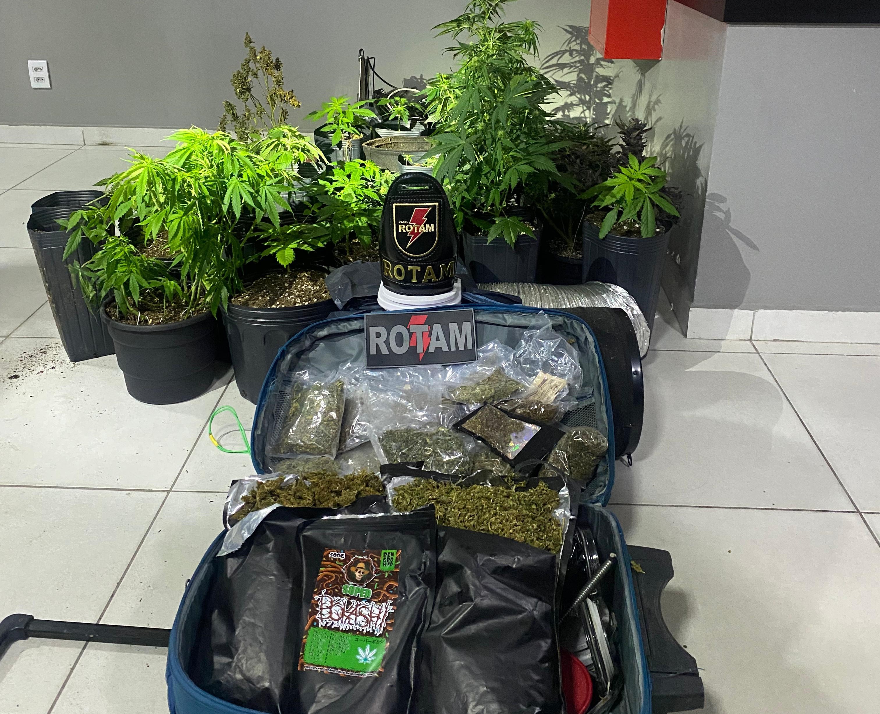 Estufa com plantio de maconha é localizado em Marechal Deodoro
