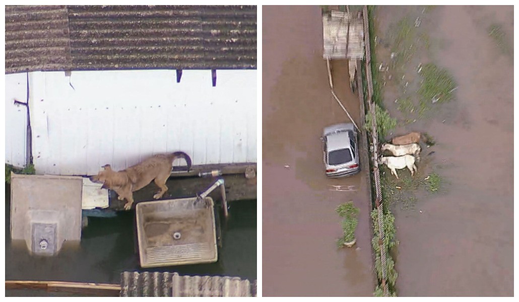 Animais e famílias ficam ilhados em enchente na Zona Leste de SP; veja imagens