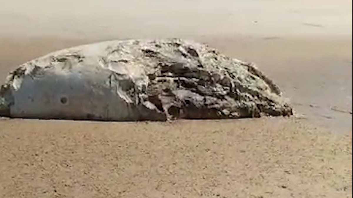 Carcaça de baleia é encontrada na Praia do Sol, em João Pessoa