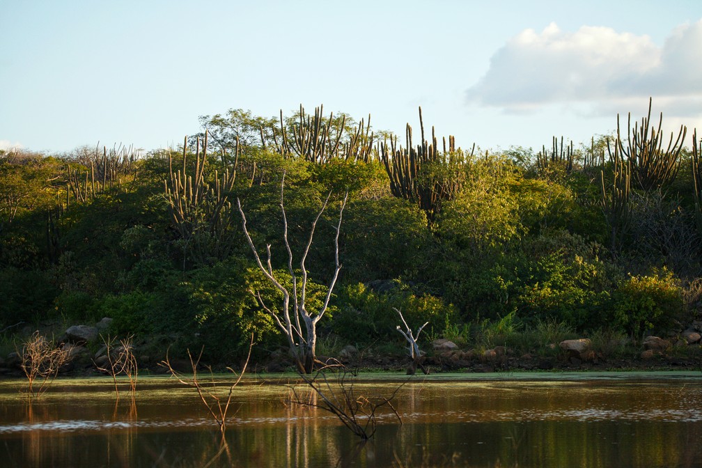 Caatinga em Lajes do Cabugi, no Rio Grande do Norte — Foto: Willianilson Pessoa