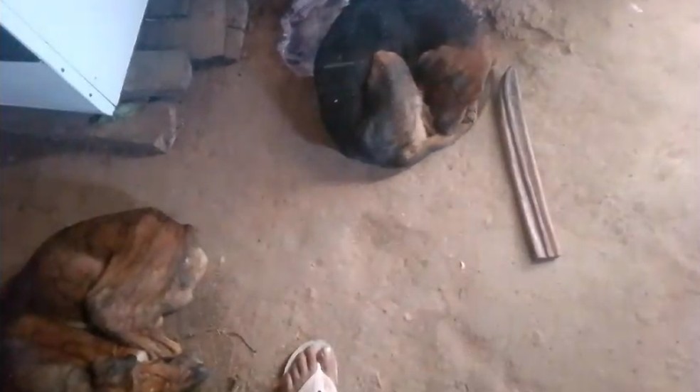 Quatro cães acompanhavam o menino. — Foto: Acervo pessoal