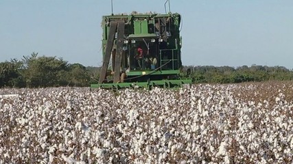 Confira as últimas notícias do agro no Giro do Campo