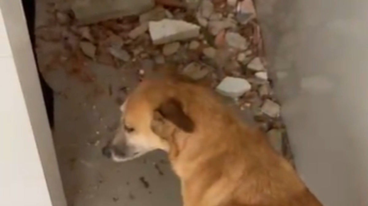 ONG que abriga mais de 400 animais resgatados é atingida por árvores durante ventania no Rio; vídeo