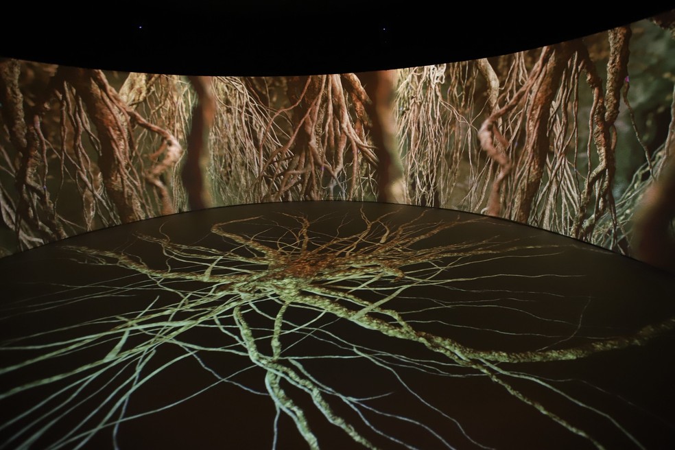 Experiência Imersiva no novo museu do Jardim Botânico — Foto: Divulgação