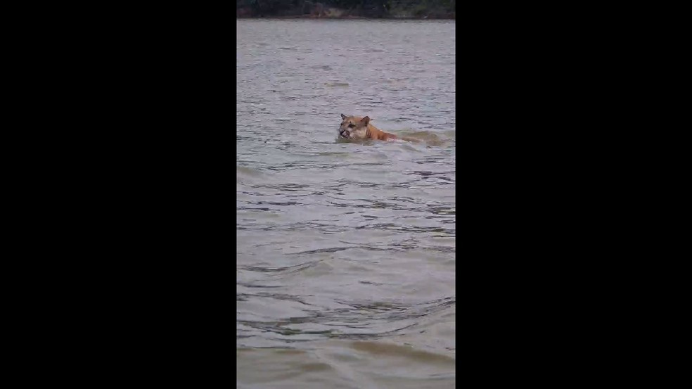 Onça-parda foi filmada atravessando rio Machado — Foto: Reprodução/g1