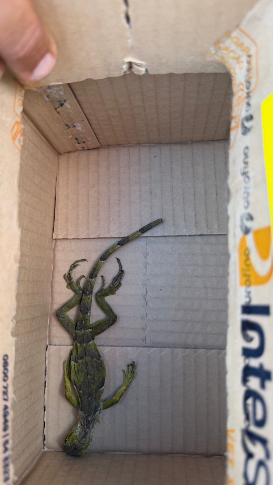 Três pessoas são presas em operação contra venda ilegal de animais em feira de Duque de Caxias; iguana não resistiu e morreu