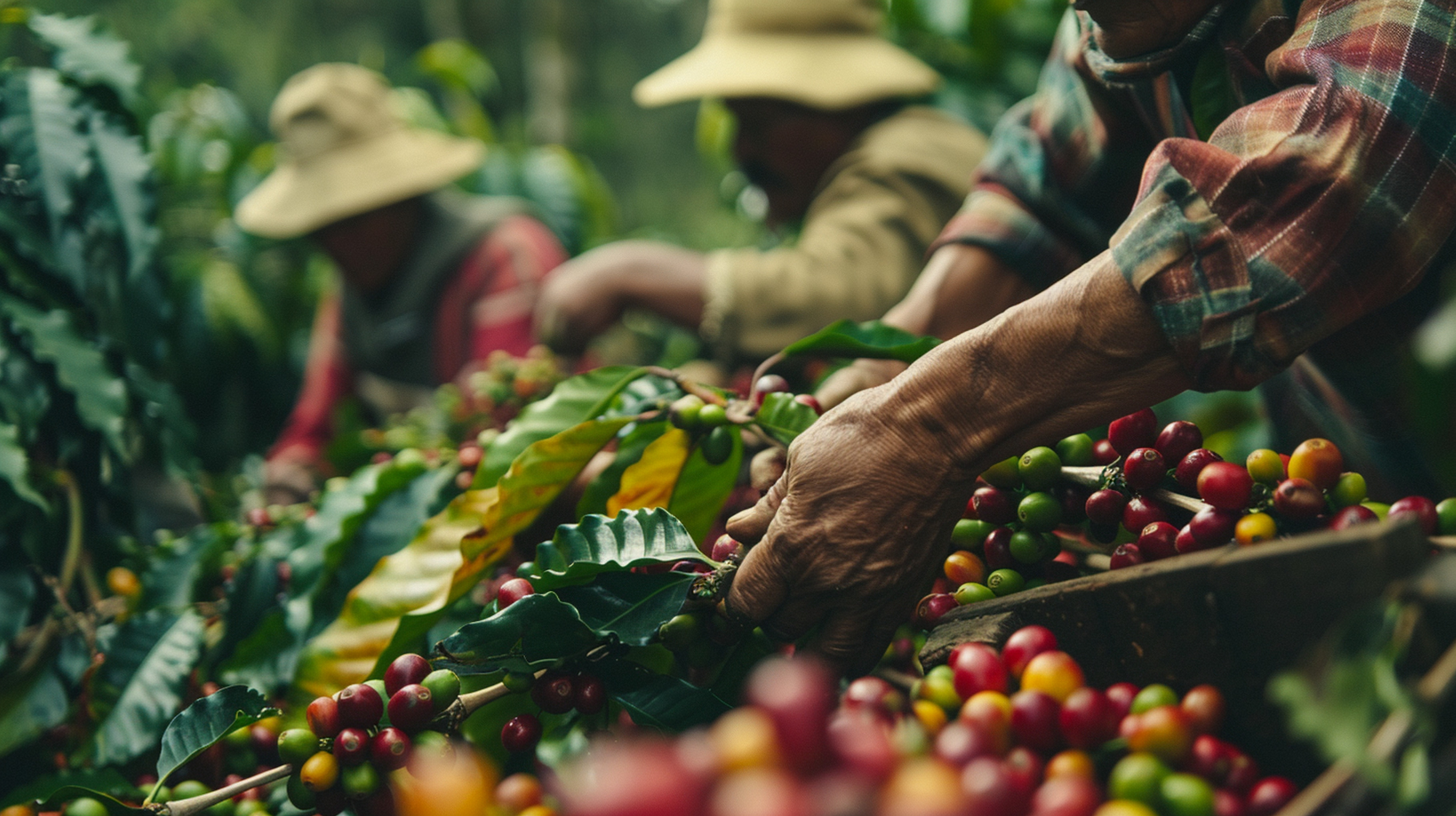 Ovinocultura e café especial avançam como novas apostas do agronegócio familiar de SC