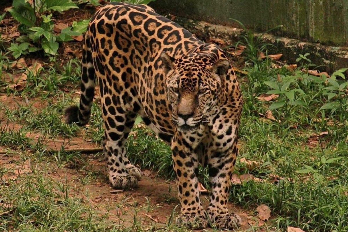 Aos 25 anos, onça-pintada de zoológico em Manaus entra para o Guinness como a mais velha do mundo em cativeiro