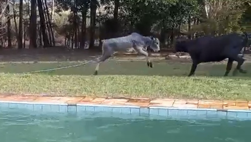 Bezerro é resgatado de piscina e saltita para reencontrar vaca em Cabreúva (SP) — Foto: TV TEM/Reprodução