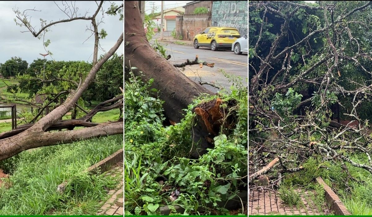 Temporal provoca alagamentos e quedas de 32 de árvores em Limeira, diz Defesa Civil 