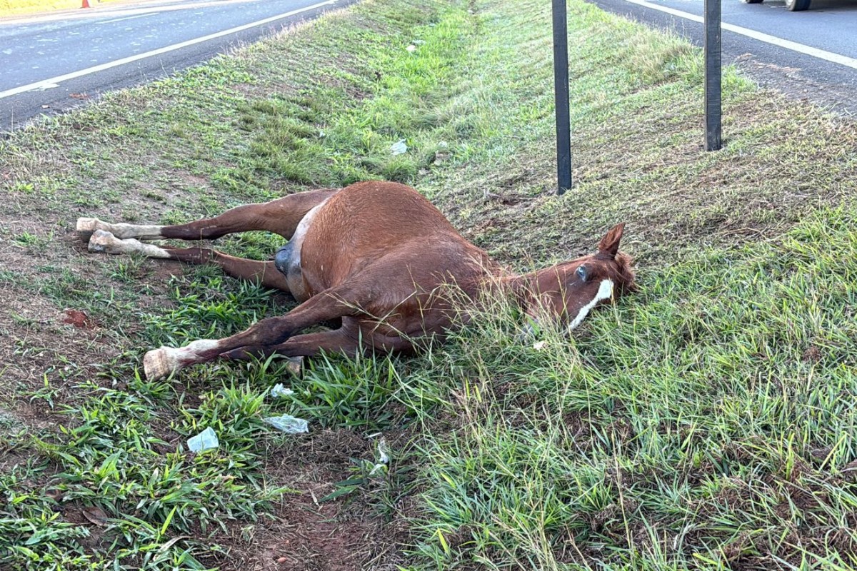 Cavalo morre atropelado por moto em rodovia de Piracicaba; caso é o 2º em menos de 24 horas