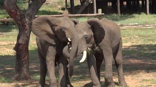 Ronco, rugido ou mostrar o traseiro: estudo acha 20 gestos que elefantes usam para manter vínculos sociais