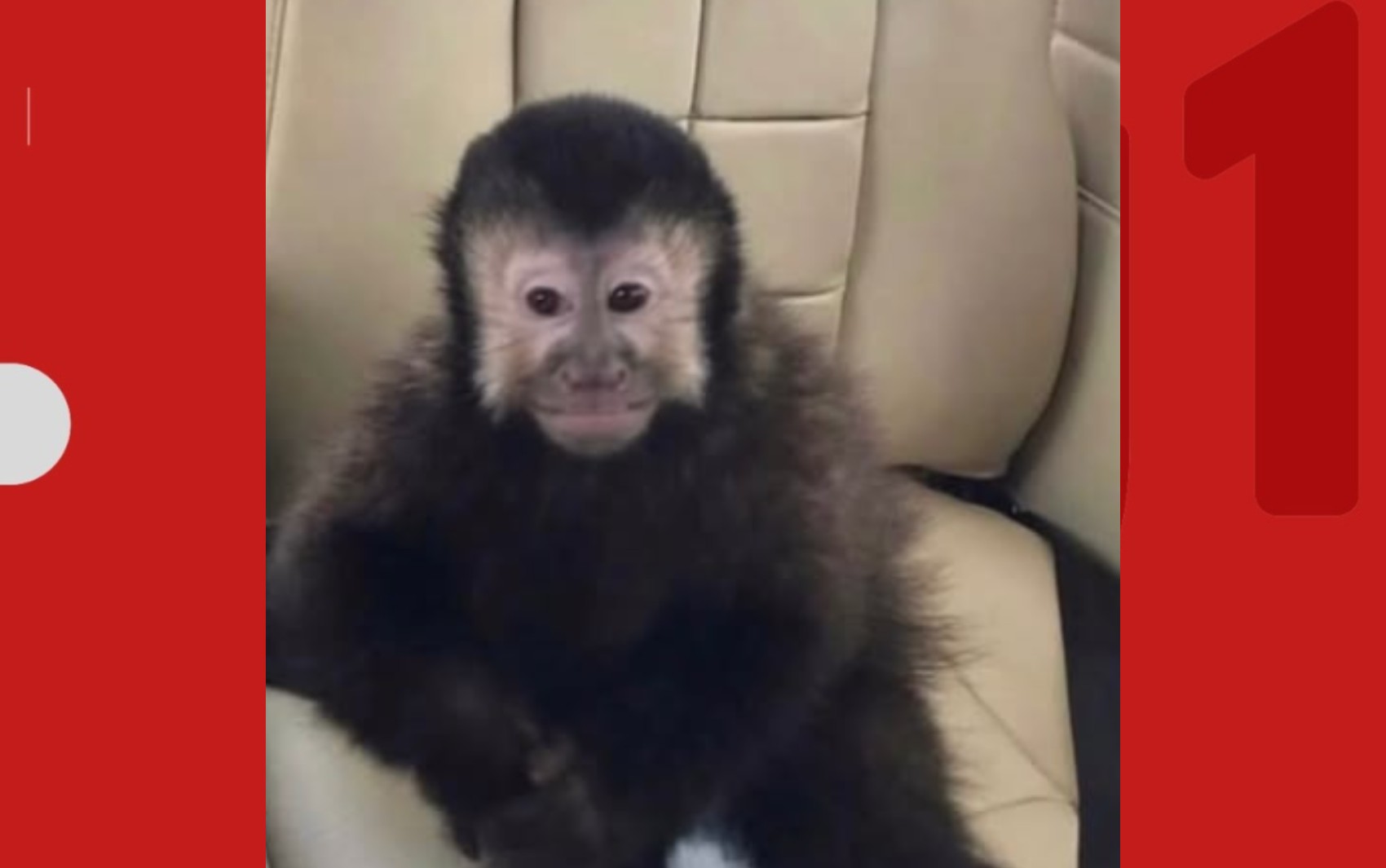 Macaco-prego que invadiu casas em condomínio de alto padrão de Salvador é de ex-deputado estadual da Bahia