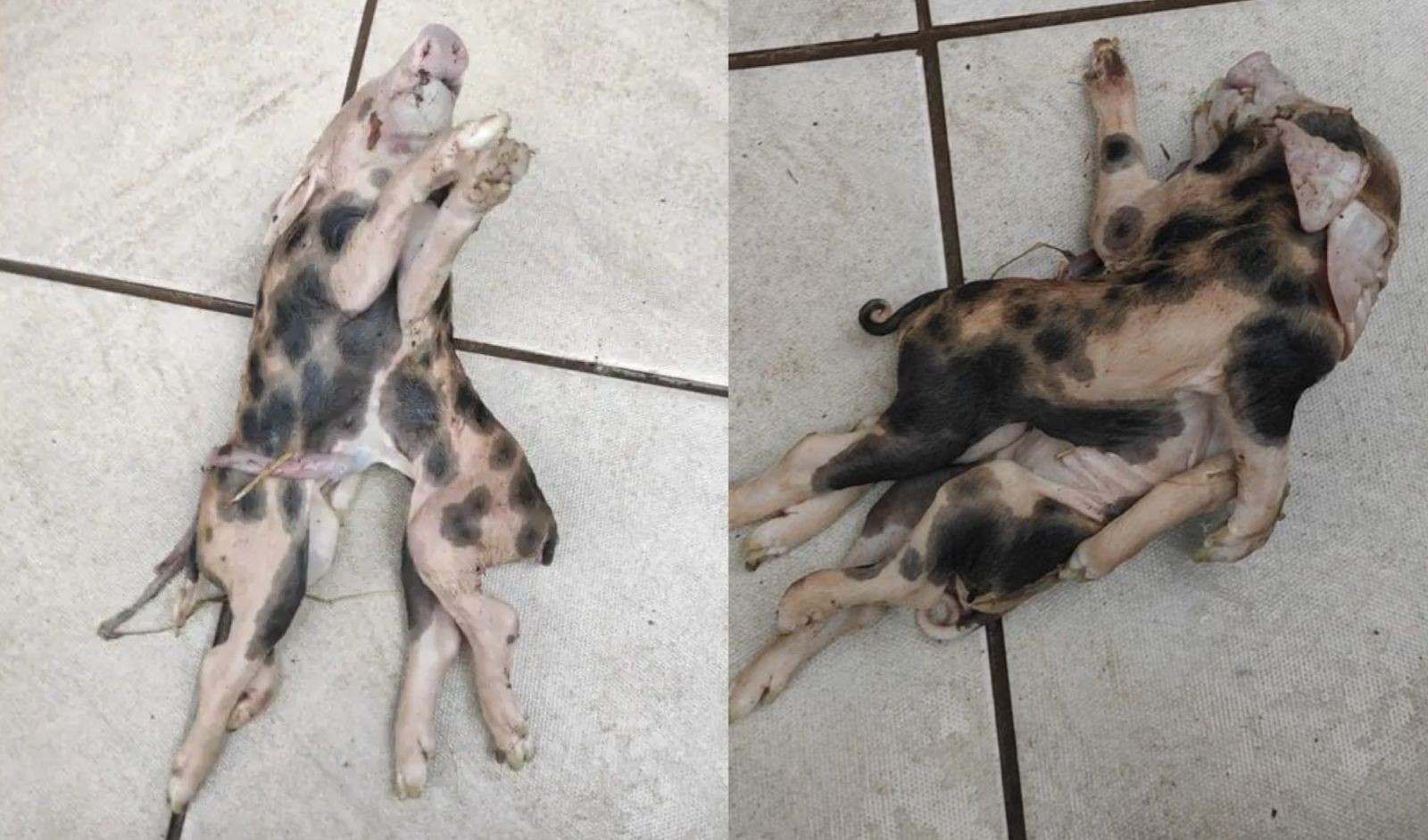 Leitão nasce com dois corpos, uma cabeça e seis patas em propriedade rural de SC; FOTOS