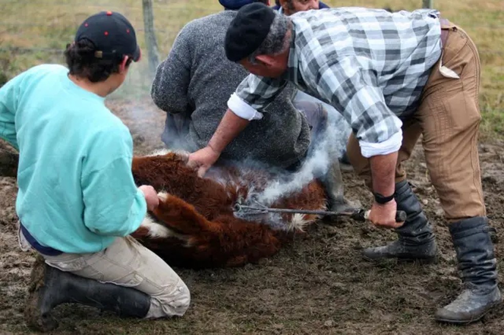 Uma alta porcentagem das vacas que a Conexión Ganadera tinha não eram marcadas — Foto: AFP/Getty Images
