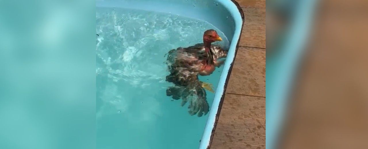 Galinha é flagrada se 'refrescando' do calor em piscina de chácara no interior de SP; VÍDEO 