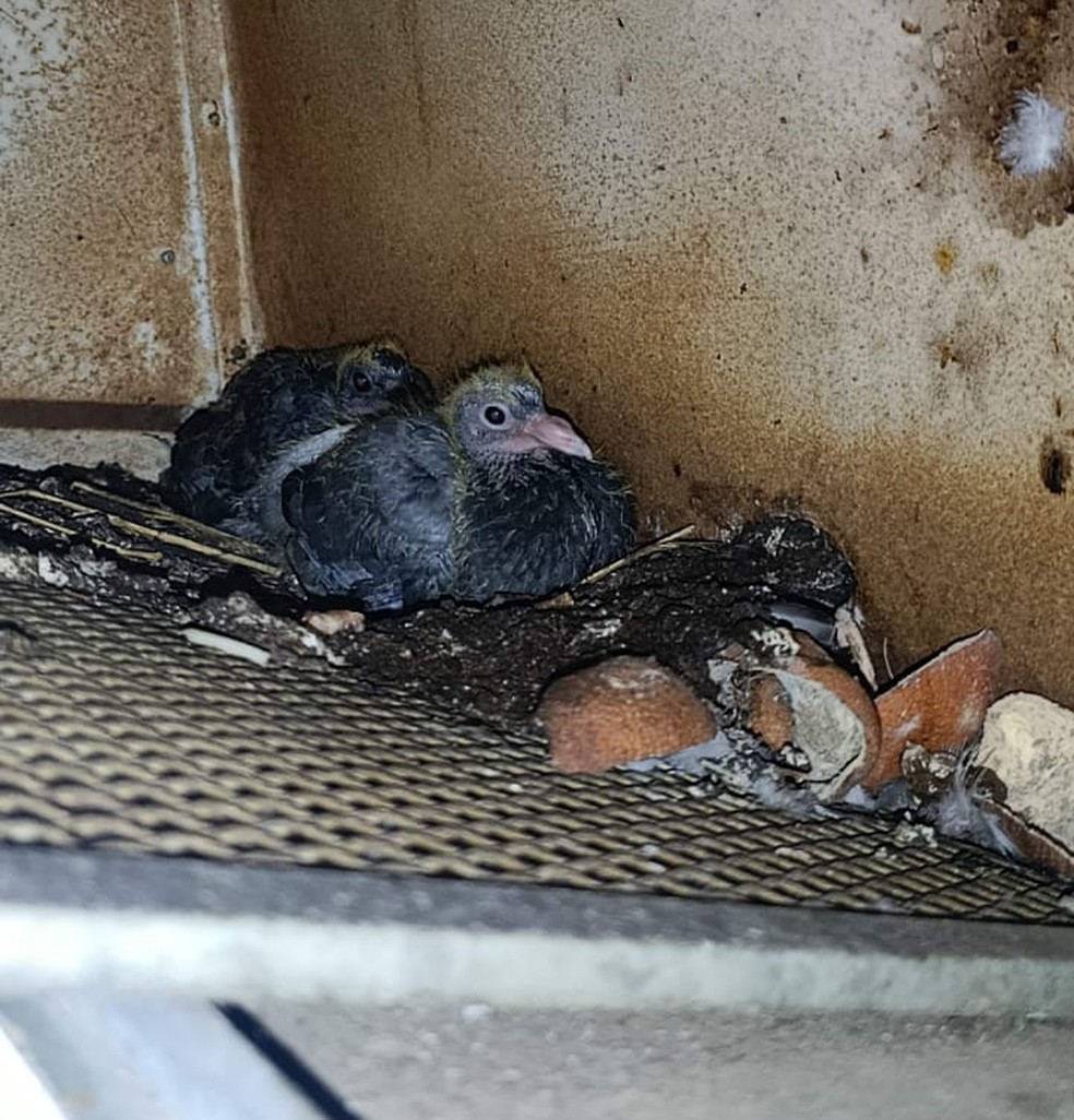 Estudantes afirmaram que um ninho de pombo foi encontrado na cozinha da moradia estudantil — Foto: Arquivo pessoal