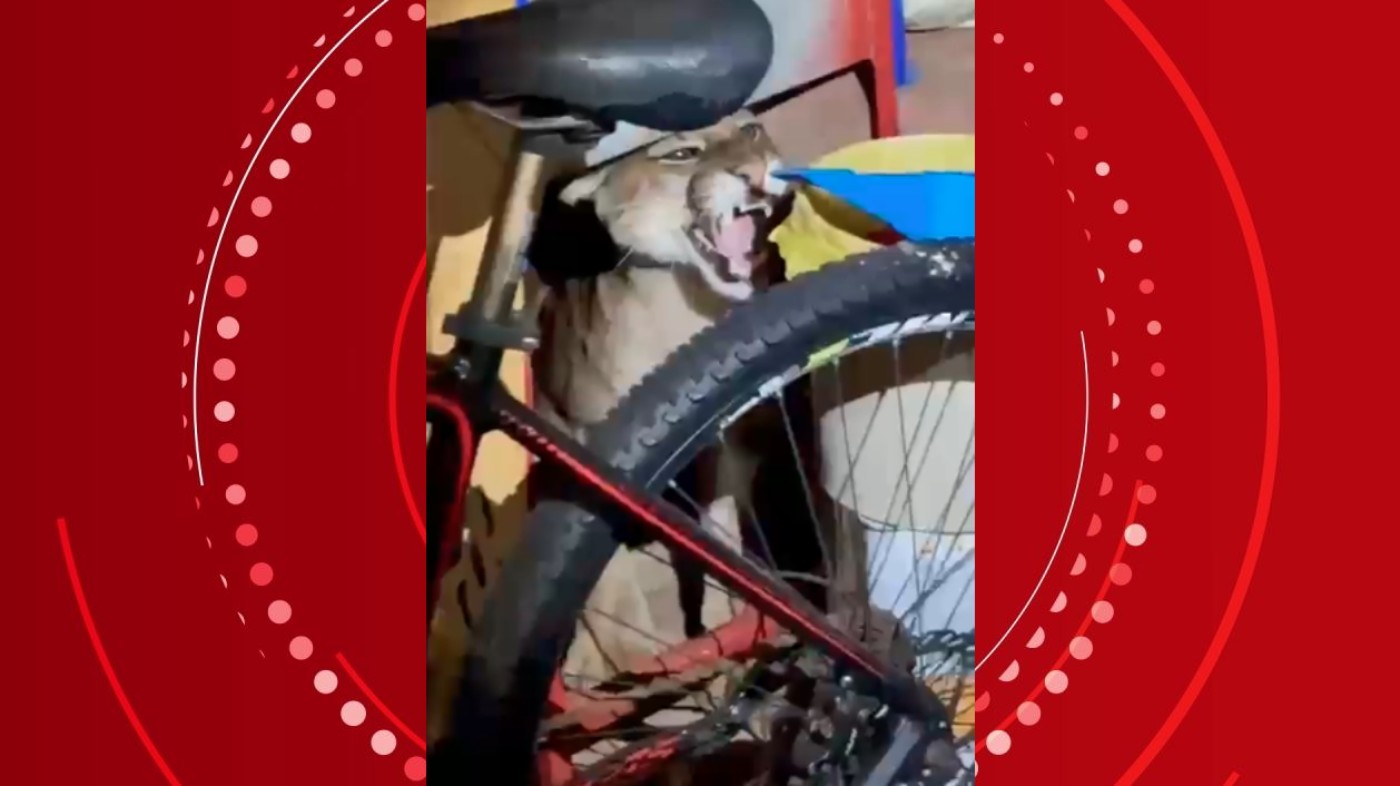 Mulher encontra onça-parda no quintal de casa após ouvir cachorro latir de madrugada, no Paraná: 'Quase infartei'