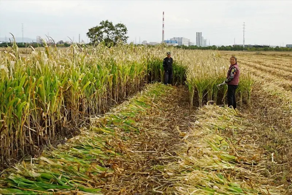 A China considera a IA uma solução para sua força de trabalho envelhecida. — Foto: BBC
