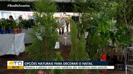 Plantas naturais ganham destaque nas decorações de Natal