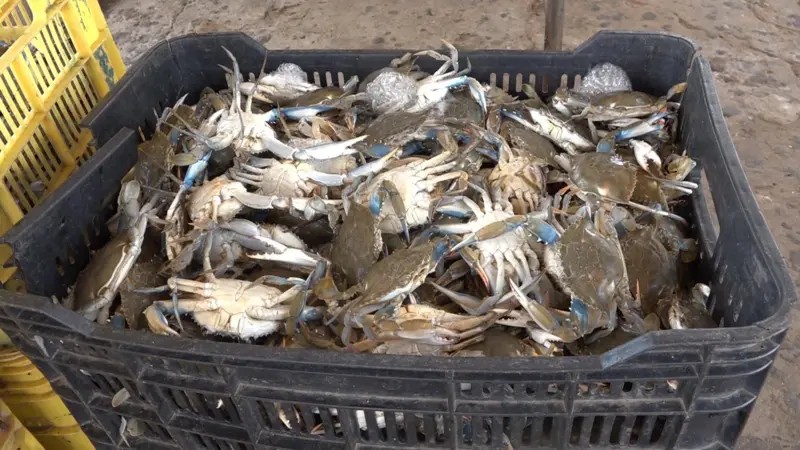 Siri-azul, a iguaria que a Venezuela teve que parar de exportar aos EUA: 'Muita gente ficou na rua'