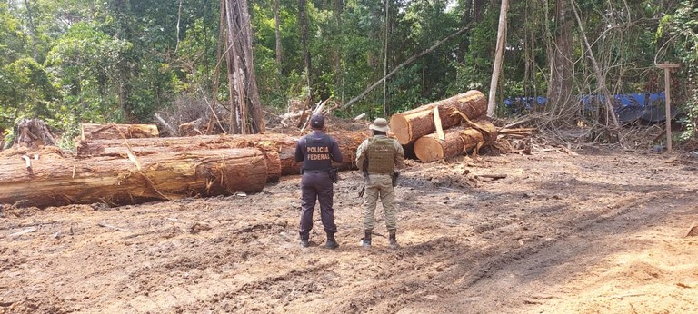 Serraria clandestina é flagrada em área de mata fechada no sudoeste do Pará