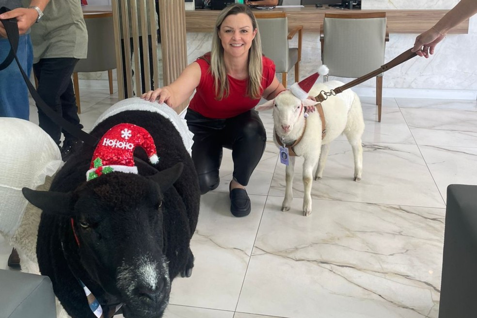 Ovelhas com touquinha de Natal visitam pacientes em hospital de Curitiba | Foto: Hapvida Clinipam