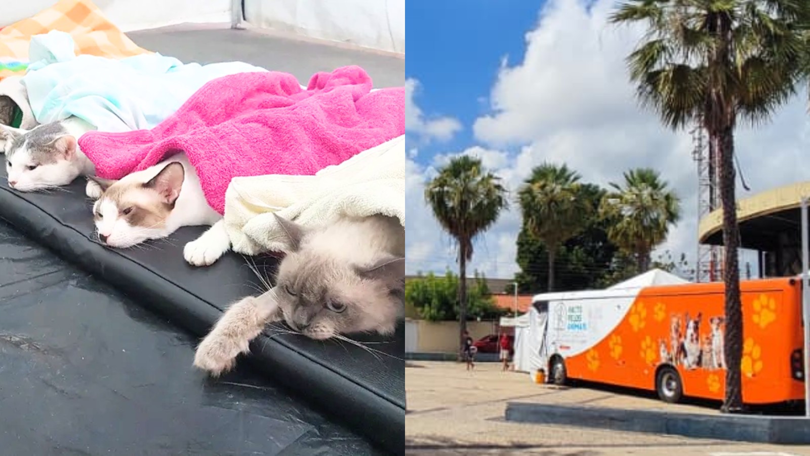Castramóvel abre inscrições para castração gratuita de cães e gatos na Zona Leste de Teresina; veja critérios