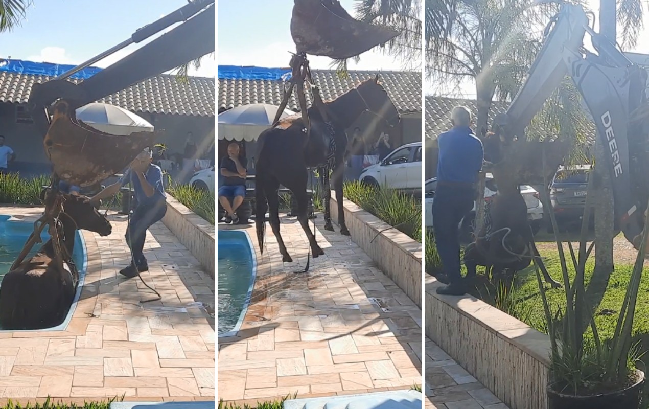 VÍDEO: cavalo invade edícula, cai em piscina e é resgatado com ajuda de retroescavadeira no interior de SP