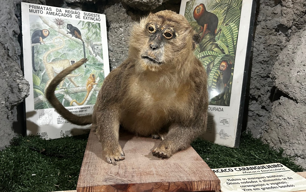De leão a capivara: conheça o museu que usa animais 'empalhados' para educação