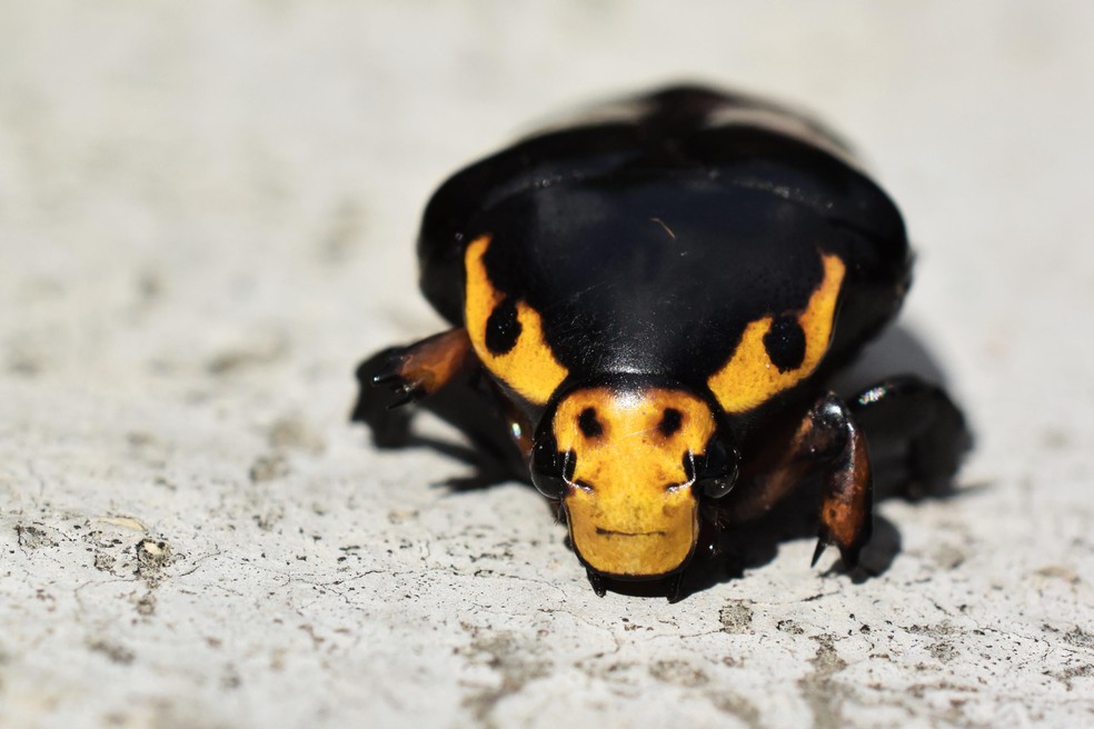 Mudança de cor: Besouro exibe padrão preto e amarelo para assustar predadores. — Foto: Abhijeet Bayani
