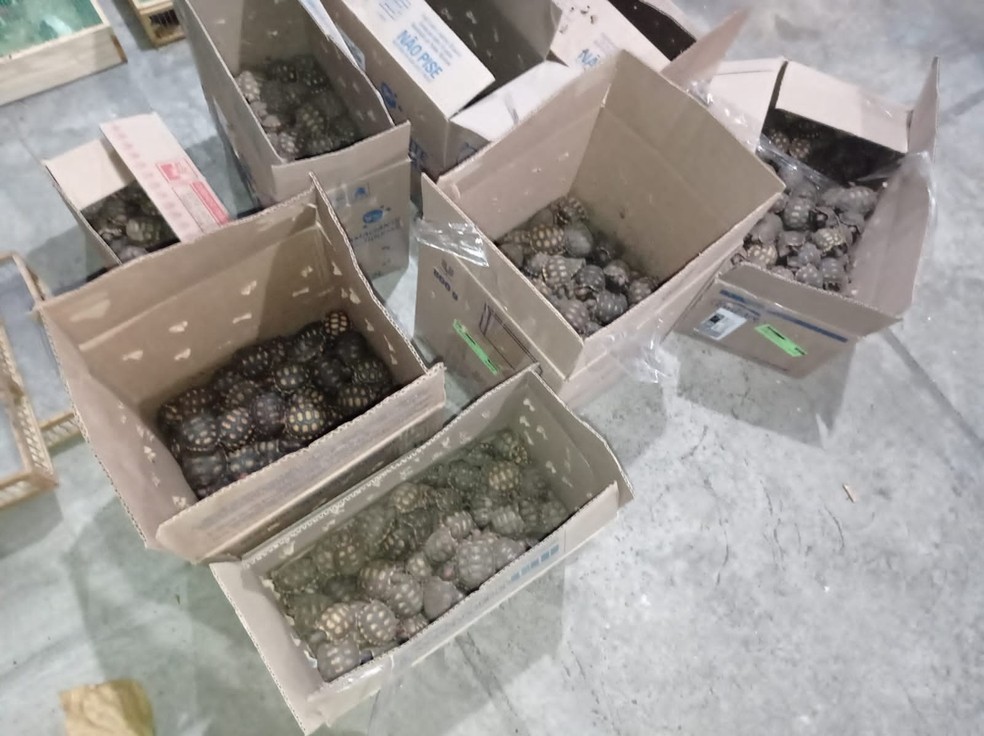 Cerca de mil animais silvestres são resgatados no interior da BA — Foto: Divulgação/PRF