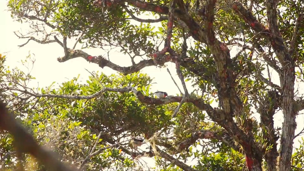 Ave Saíra-apunhalada no Espírito Santo — Foto: Reprodução/TV Gazeta