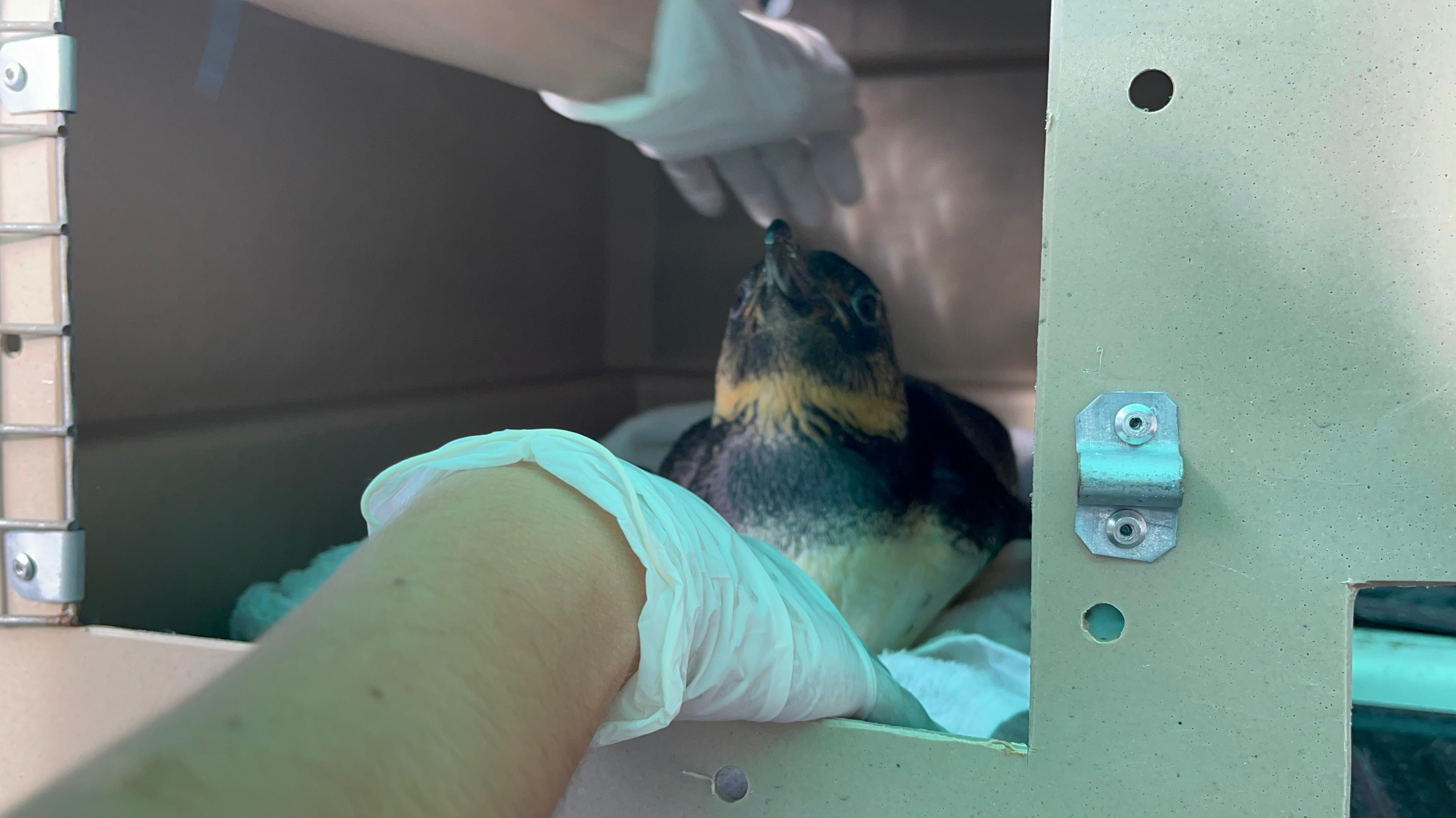 Pinguim resgatado em AL é transferido para aquário; entenda porque aves aparecem no litoral alagoano