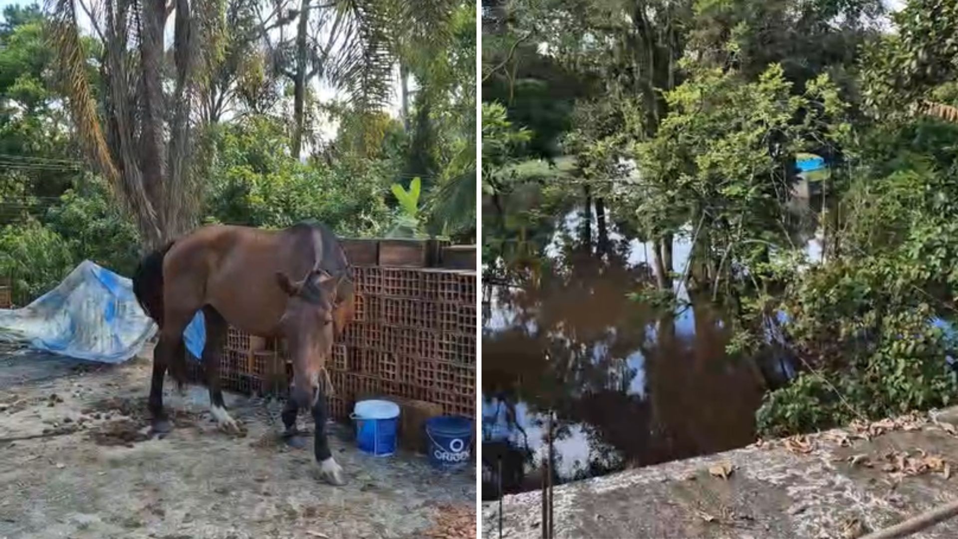 Cavalo é resgatado em laje de casa 'ilhada' por enchente no litoral de SP; VÍDEO