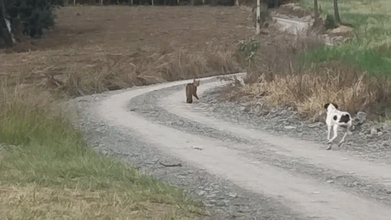 Vídeo flagra cachorro colocando onça para correr no interior de SC: 'Sufoco', diz moradora