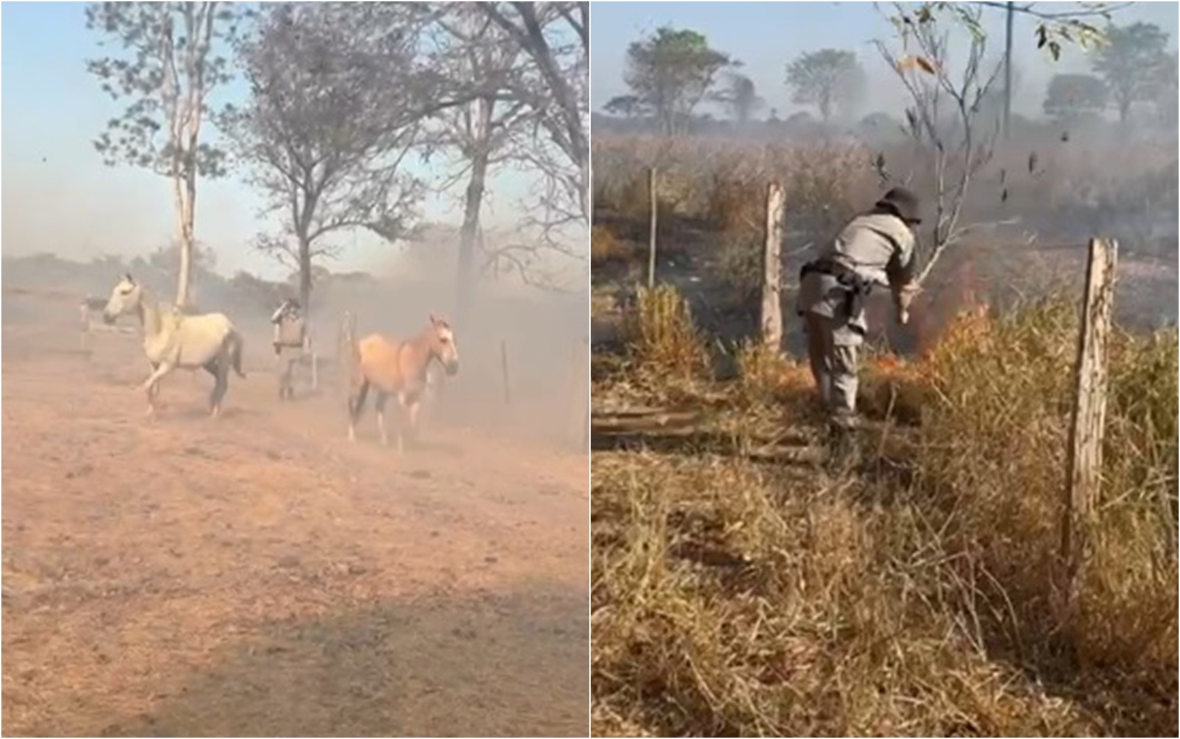 Animais são cercados por fogo em sítio, e chacareiro desmaia com fumaça; vídeo