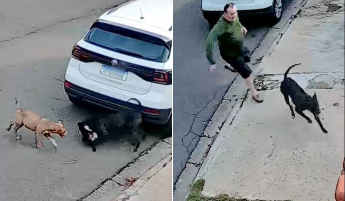 VÍDEO: vira-lata é atacada por pitbulls durante passeio com a família em Campinas