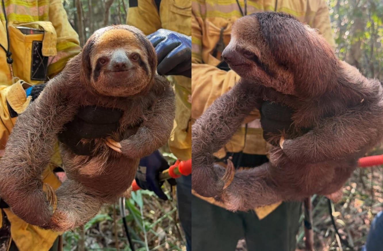 Fugindo do fogo e da seca, bichos-preguiça são resgatados em cidades do oeste do Pará