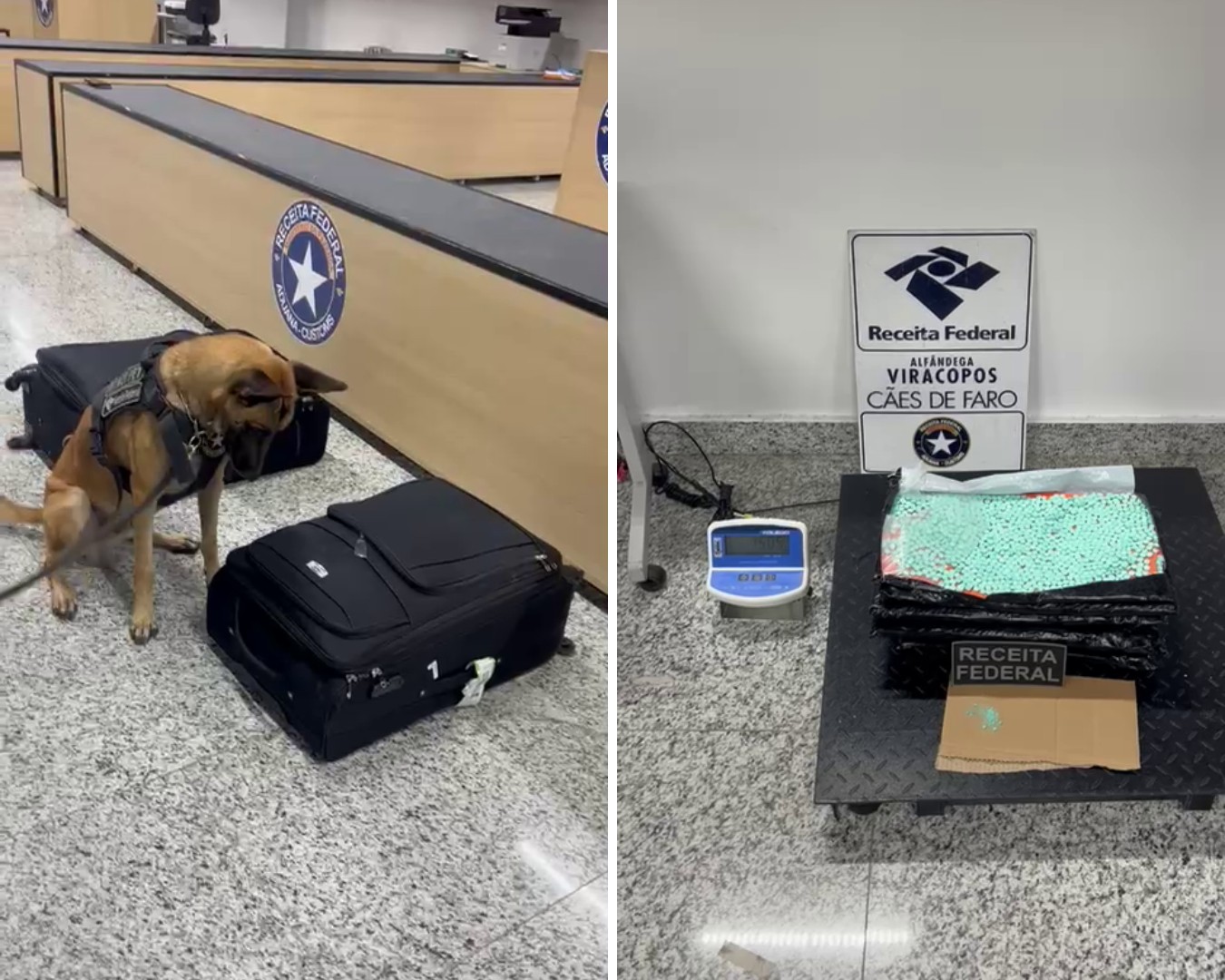 VÍDEO: cães farejadores encontram 15 kg de ecstasy em bagagem de passageira em Viracopos