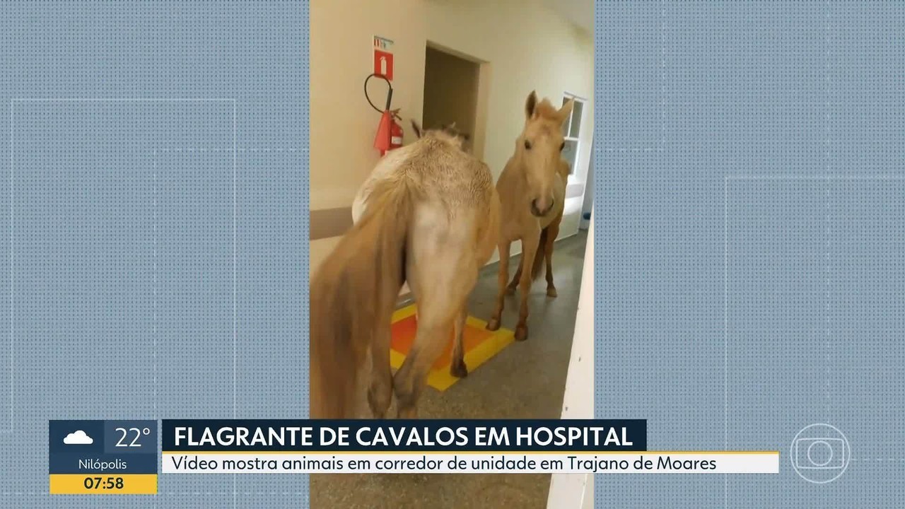 Cavalos são flagrados dentro de hospital e surpreendem funcionários e pacientes