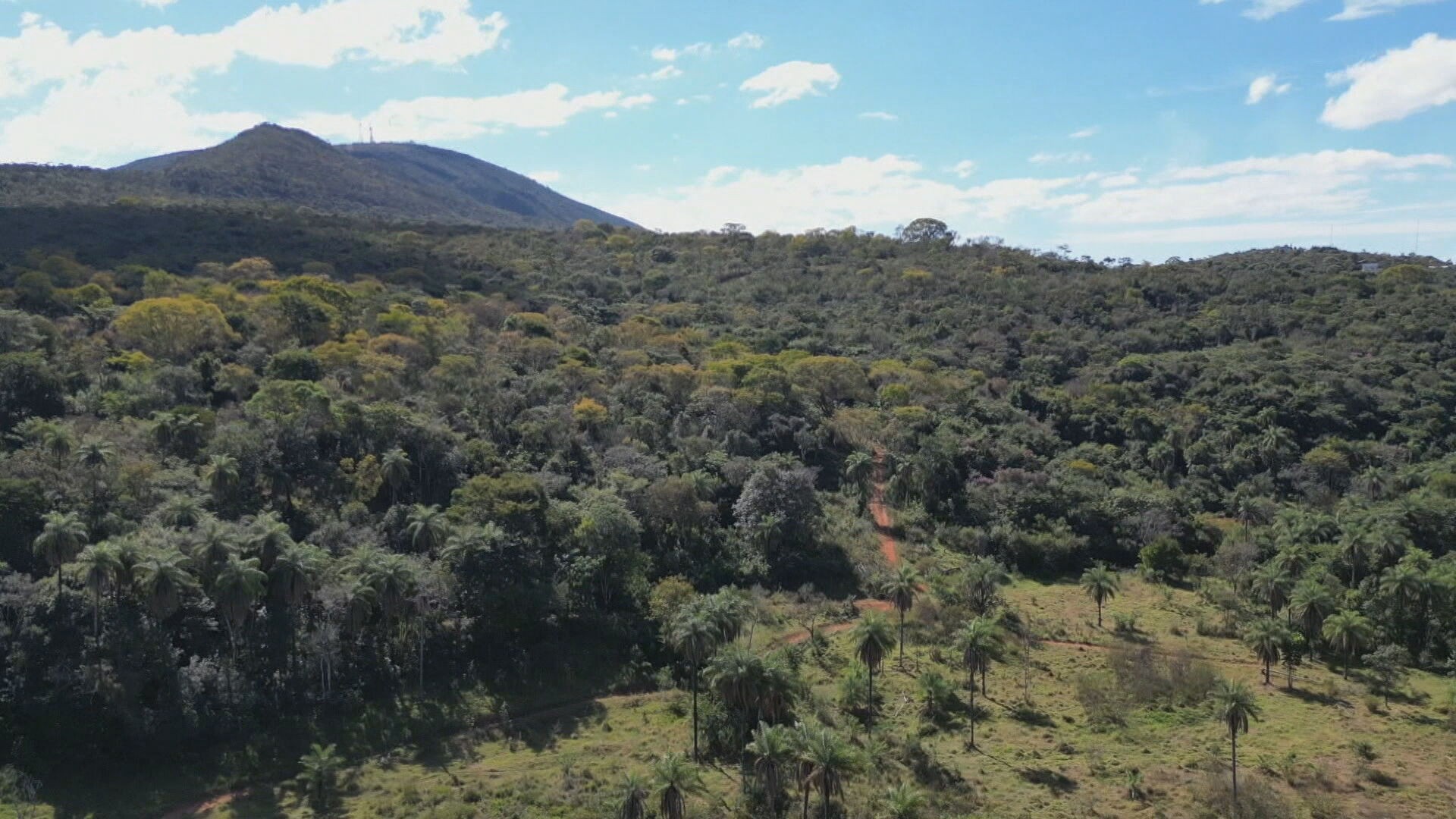 Vídeo flagra derrubada ilegal de árvores em área de proteção ambiental onde será construído empreendimento imobiliário