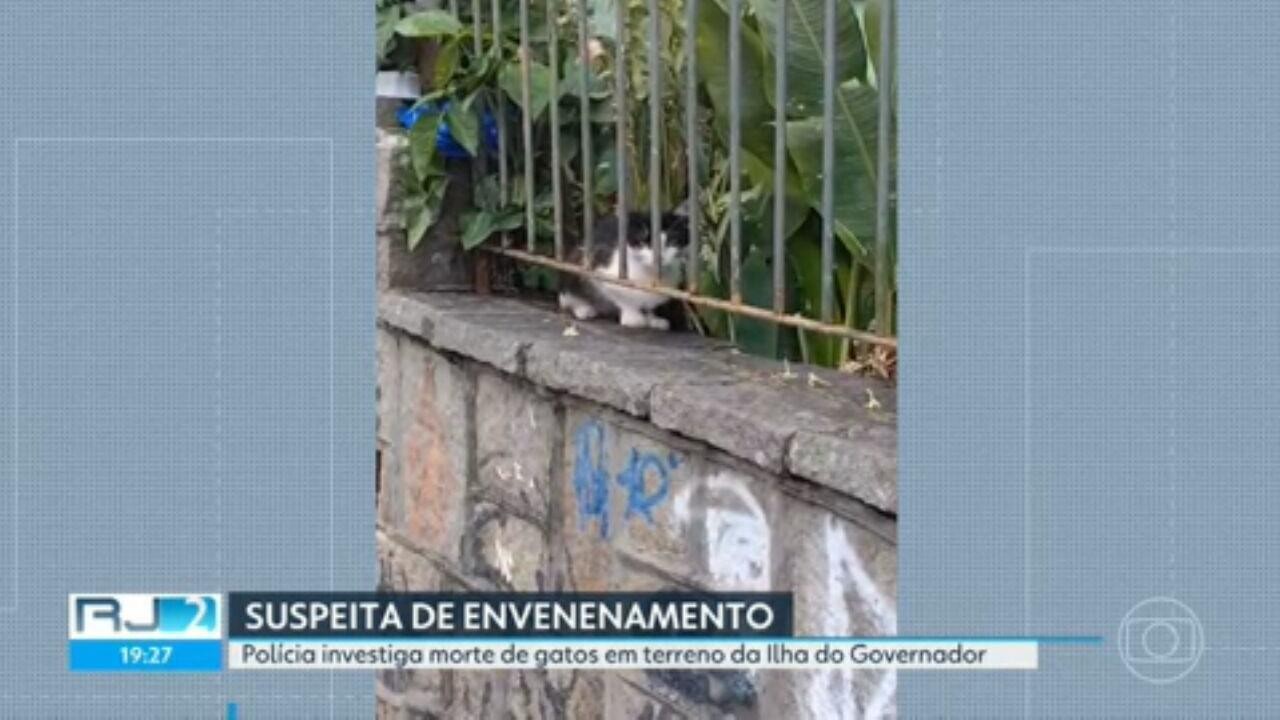 Polícia investiga suspeita de envenenamento de gatos na Ilha do Governador