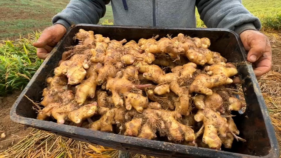 Imagem ilustrativa de uma colheita de gengibre. — Foto: Reprodução/TV TEM