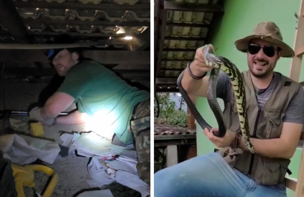 Vídeo mostra cobra caninana que sempre volta na mesma casa; 'a