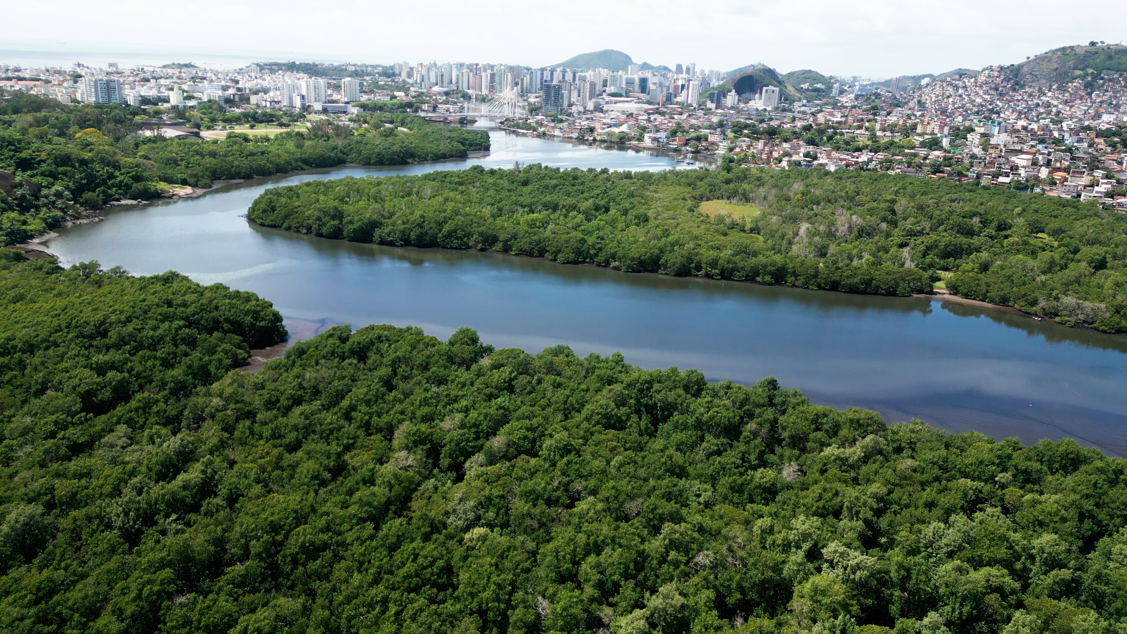 Renda, preservação e insumo para agricultura: maior manguezal urbano do país vira tema de documentário