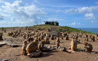 A ilha-laboratório onde quase 2 mil macacos são estudados para entender o comportamento humano