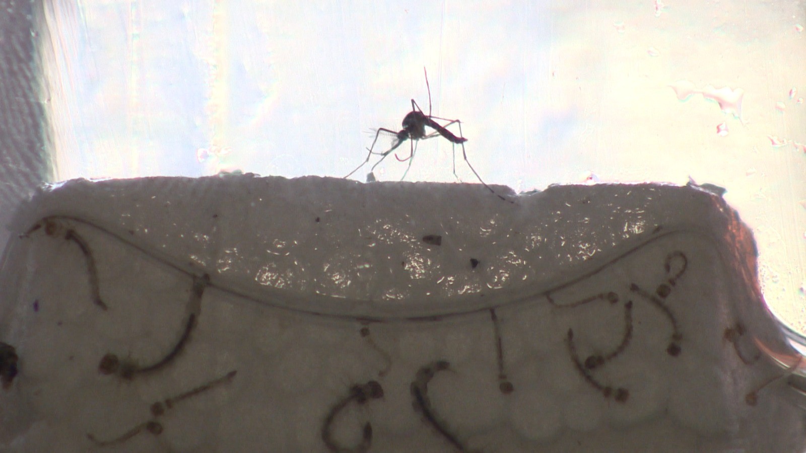 Jacareí registra primeira morte por dengue em 2026 no Vale do Paraíba e região