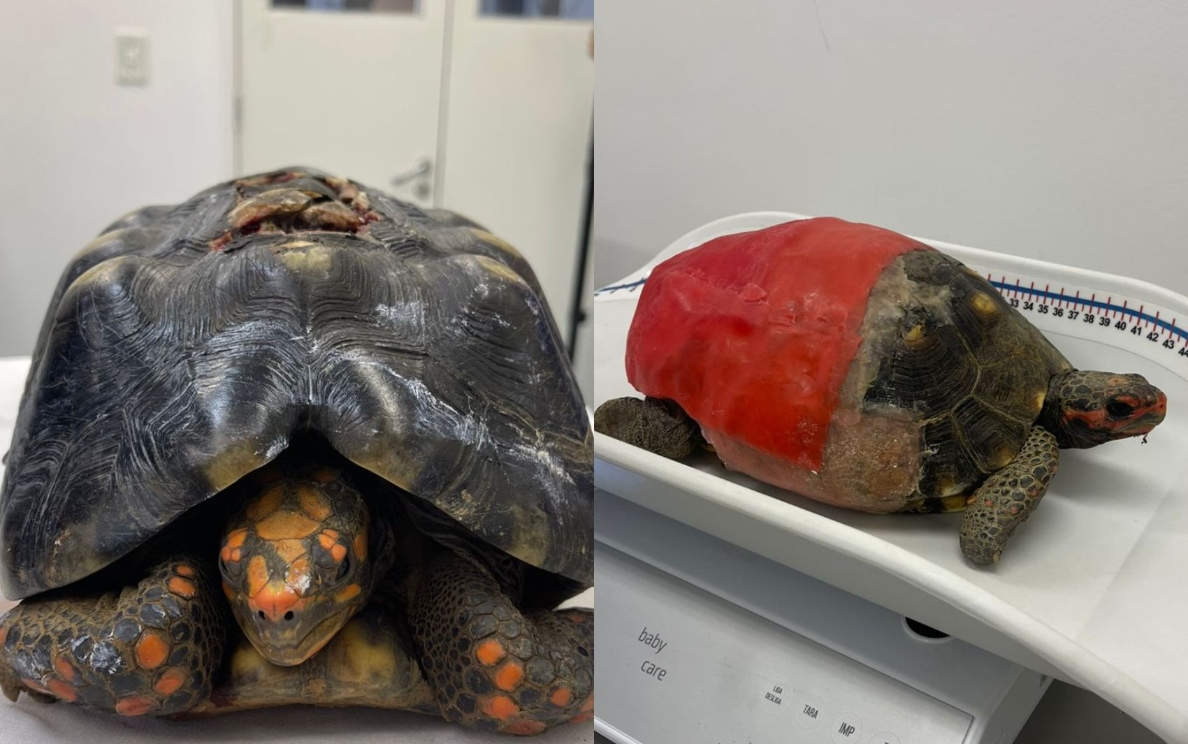 UFS desenvolve procedimento até 90% mais barato para reconstrução de cascos de jabuti